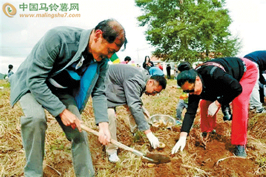 “歡樂土豆節” 土豆新玩法