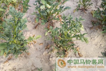 甘肅定西現嚴重旱情　馬鈴薯發育停滯或絕收 ()