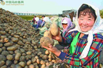 黑龍江綏化市北林區津河鎮津河村土豆喜獲豐收 ()