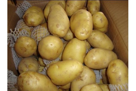 山東優質荷蘭十五土豆供應