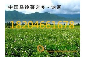 黑龍江土豆種子批發價格