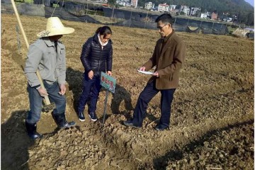 福建明溪開展馬鈴薯種植區域試驗 ()