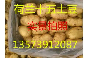 山東土豆產地哪里土豆價格便宜