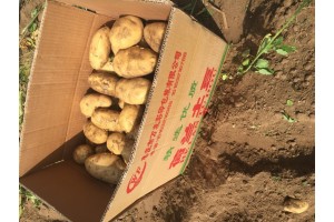 河北張家口壩上張北縣荷蘭十五土豆種植基地上市批發價格