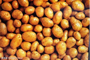 大量土豆西瓜供應 ，代辦