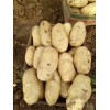 山東平陰大棚土豆，冷庫(kù)儲(chǔ)存開始