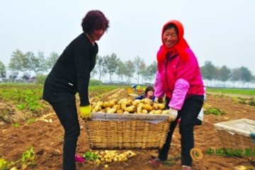 山東陽谷縣：脫毒種薯助農(nóng)增收 ()