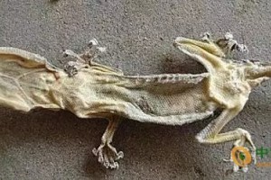 世界最詭異湖泊：動物進去就變干尸！ ()