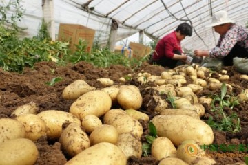 新疆拜城縣：新一季馬鈴薯上市 助農增收 ()