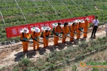 甘肅秦州區：馬鈴薯晚疫病統防統治工作穩步進行 ()