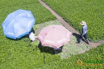 甘肅定西高原夏菜進入收獲旺季 ()