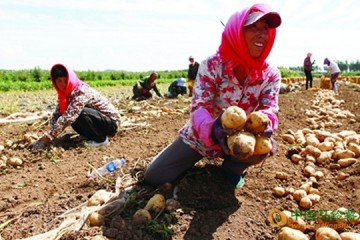 遼寧鐵嶺：重茬種植馬鈴薯助農增產增收 ()