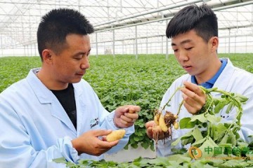 河北張家口：馬鈴薯良種培育助力產業發展 ()