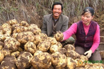 云南烏蒙鎮：馬鈴薯產業帶領群眾奔小康 ()