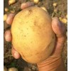 吉林優(yōu)質(zhì)土豆二兩起步0.3