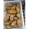 出售庫內荷蘭15土豆！30萬斤