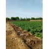 本地大量種植土豆6月份上市個大顏色好