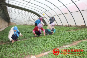 甘肅定西：種薯苗移栽管護(hù)忙 ()