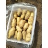 大量供應(yīng)荷蘭土豆，中暑五土豆