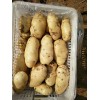 肥城荷蘭土豆大量上市