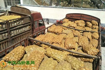 四川馬爾康市：引進馬鈴薯優良品種 ()