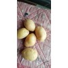 大量供應(yīng)3兩以下的土豆