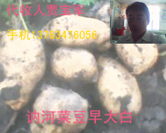 黑龍江土豆經濟人