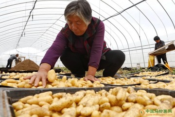 河北：產業化馬鈴薯喜豐收 ()