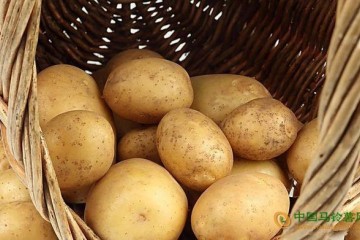 2018年秋薯價格平穩 ()