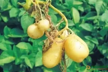河北：微型薯帶領農民脫貧致富 ()
