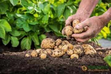 南方秋冬薯這樣施肥才高產 ()