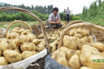 “中國馬鈴薯之鄉”在哪你知道嗎？ ()