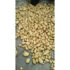 出售優(yōu)質(zhì)微型薯