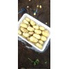2019大棚三膜新土豆大量供應中