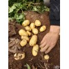 荷蘭土豆6月份大量上市