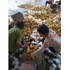三兩～四兩通天荷蘭土豆！可水洗加工！