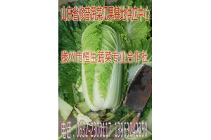 山東白菜，棗莊白菜，滕州白菜，大塢白菜，代收代辦白菜電話