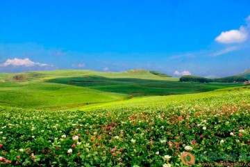 貴州威寧:馬鈴薯向產業化發展 ()
