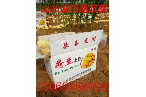 山東肥城土豆，山東土豆，肥城土豆荷蘭十五土豆大量供應