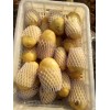 大量供應肥城土豆
