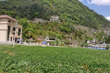 貴州畢節：900余畝馬鈴薯豐收在望 ()
