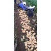遼寧凌海荷蘭土豆大量上市中(產地直供、一手貨源、全國代發)