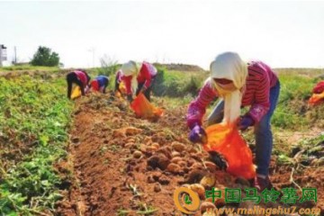 秦川鎮(zhèn)發(fā)展訂單農業(yè)實現(xiàn)種銷兩旺 ()