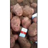 本人大量供應青薯9號，種薯，商品薯