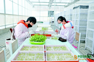 定西：科技助力馬鈴薯產(chǎn)業(yè)提質增效 ()