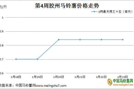 薯市回暖 價格上漲 ()