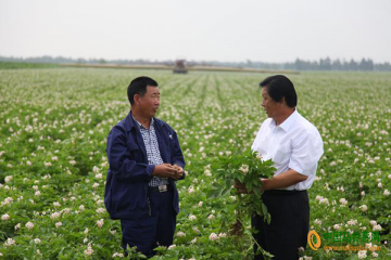 樂陵：馬鈴薯小鎮再次迎來燦爛“薯”光 ()