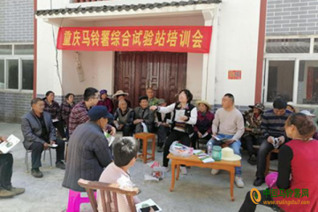 重慶：馬鈴薯綜合實驗站助力薯業發展 ()