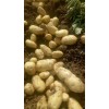 大量供應山東膠州荷蘭十五土豆