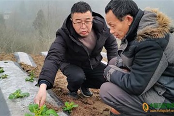 豐都：種植馬鈴薯3萬畝助農增收 ()
